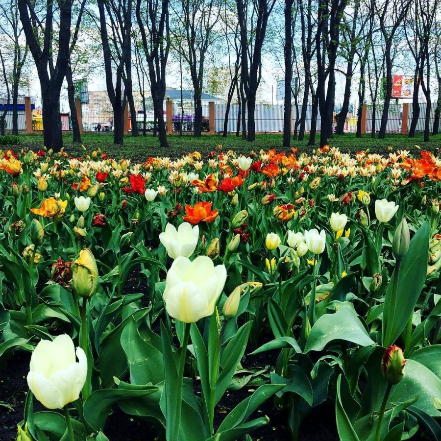 Будут ли цвести тюльпаны весной. Цветение тюльпанов. Полюбуйтесь цветением тюльпанов. Цветение тюльпанов Бишкек сейчас. В Воронеже расцвели тюльпаны.